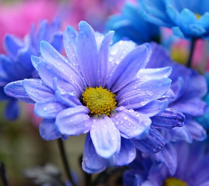 flowers