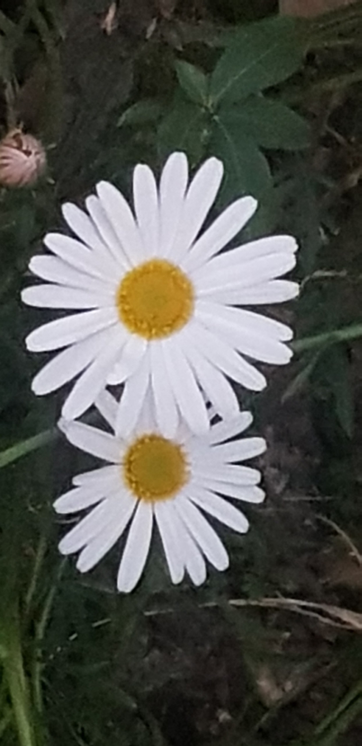 autumn flower seoul