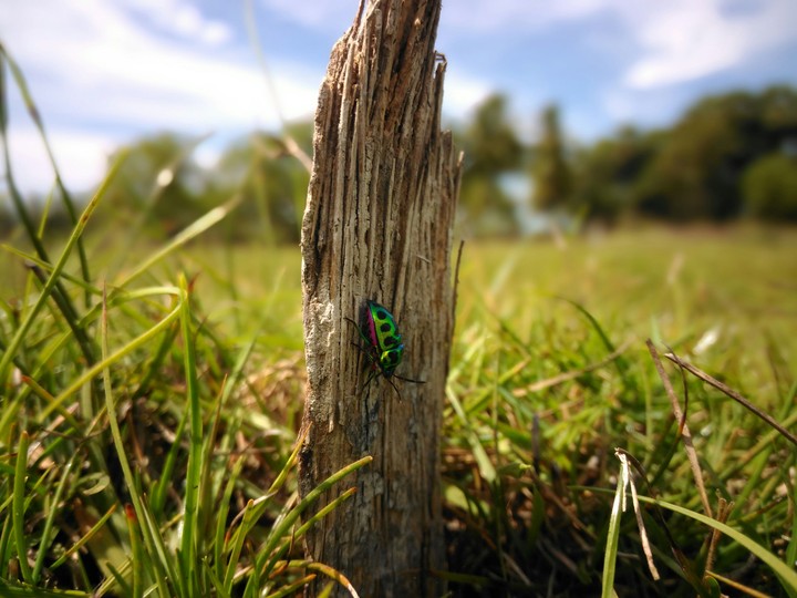 bug