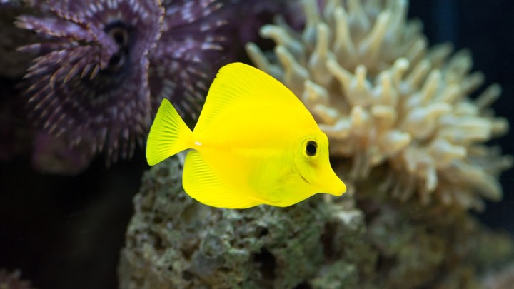 fish