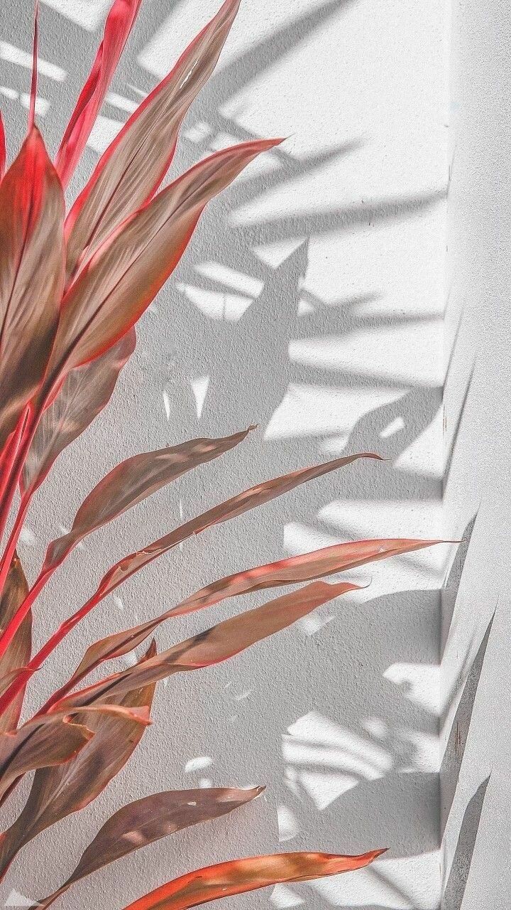 creative / plants || креатив / растения