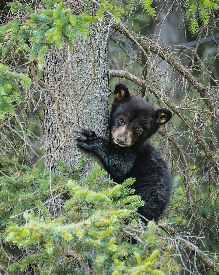 Teddy
