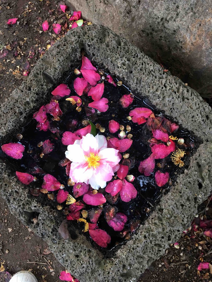 flowers