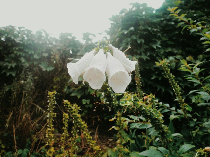 flowers, wood, morning, green