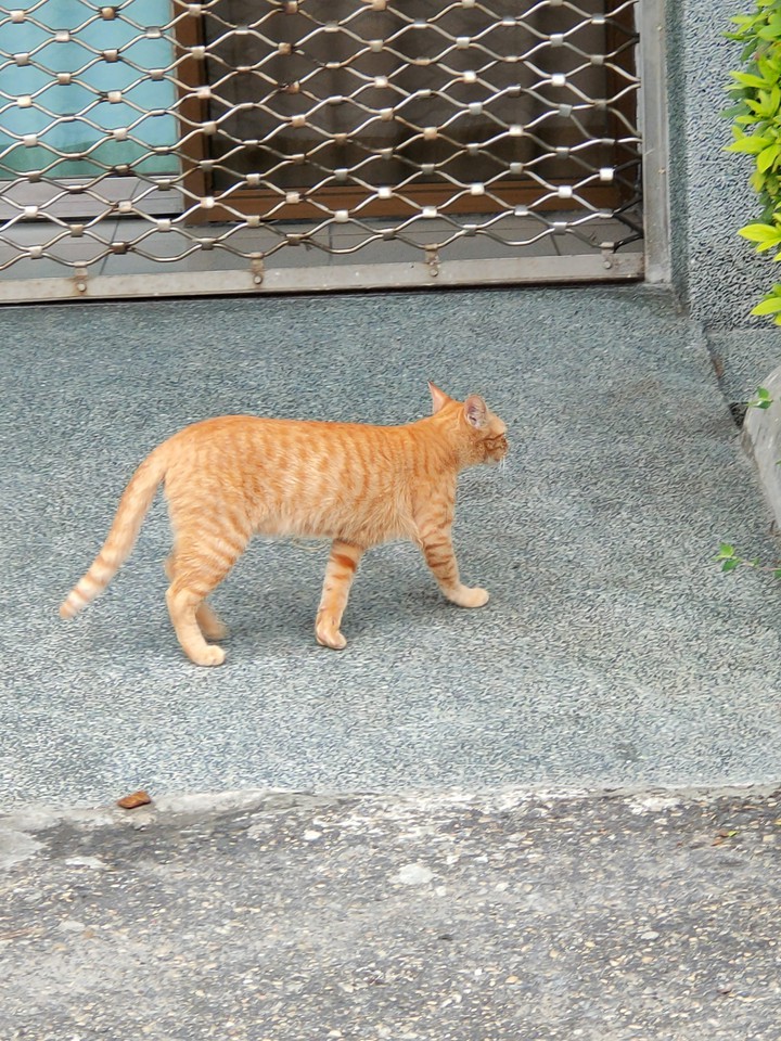 orange cat
