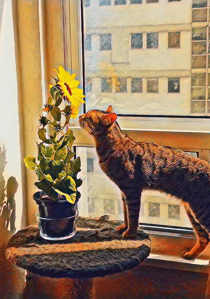 Gato com um girassol