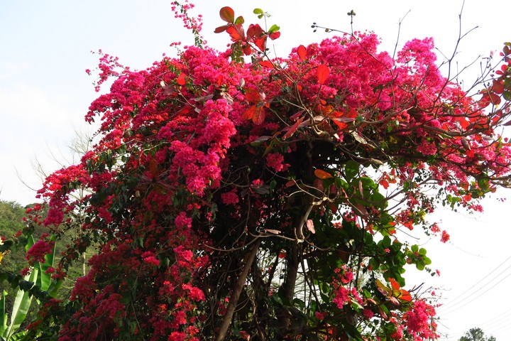 Bougainvillea