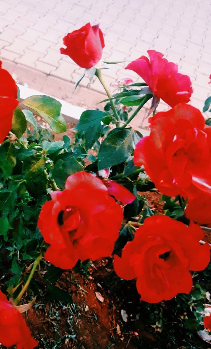 Rose