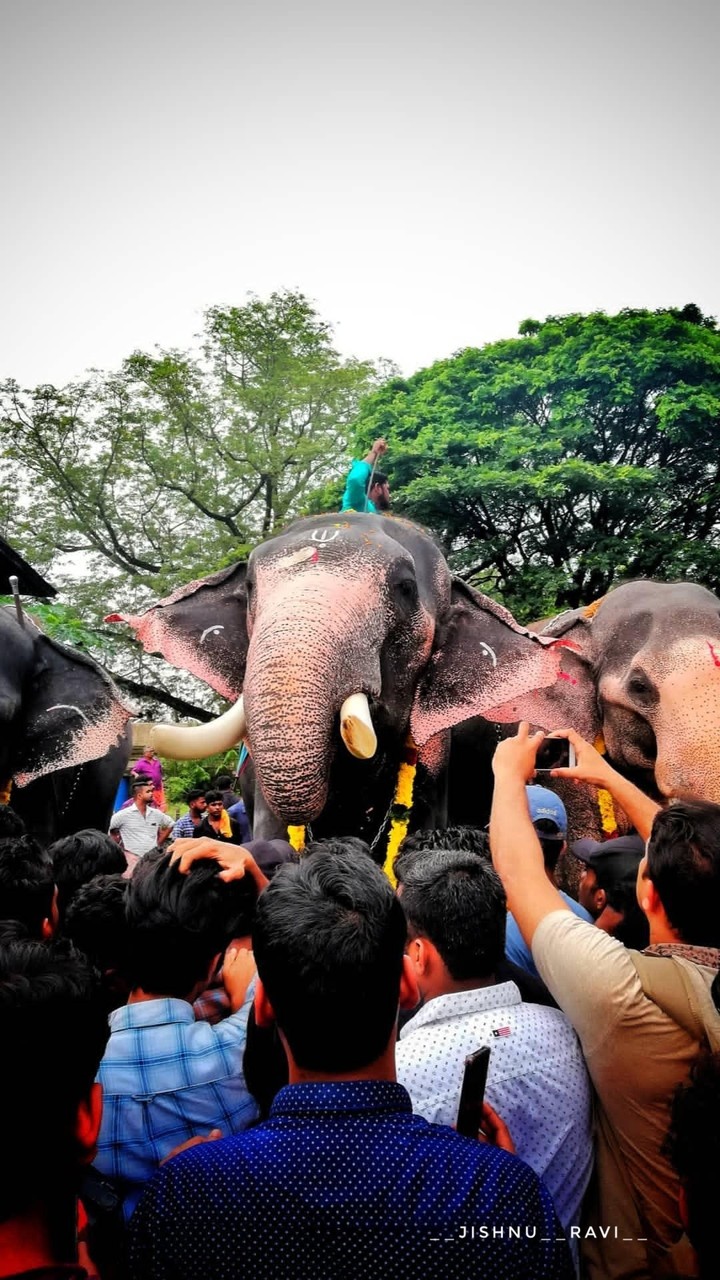 Elephant love