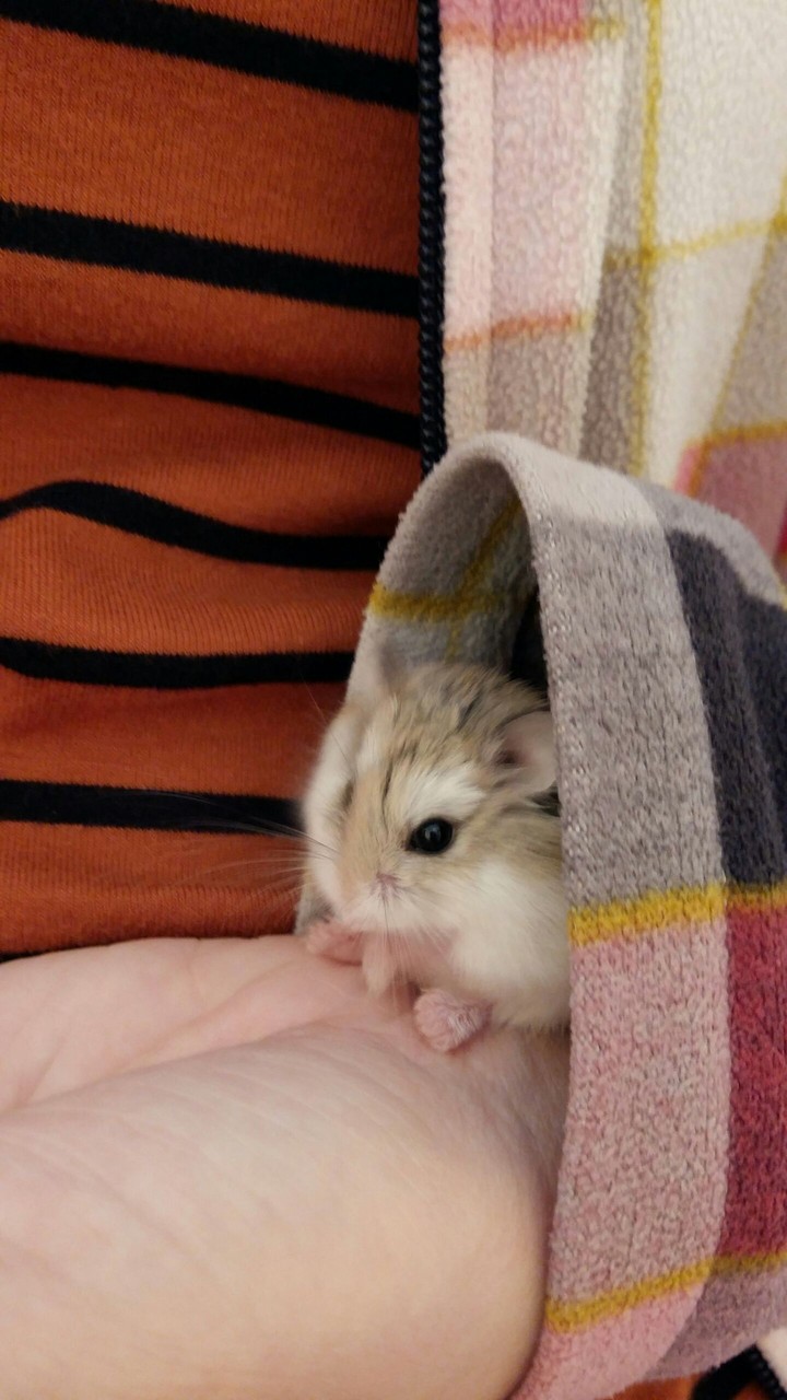 Aki