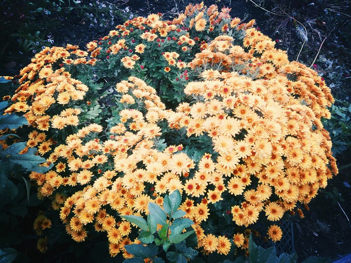 chrysanthemum