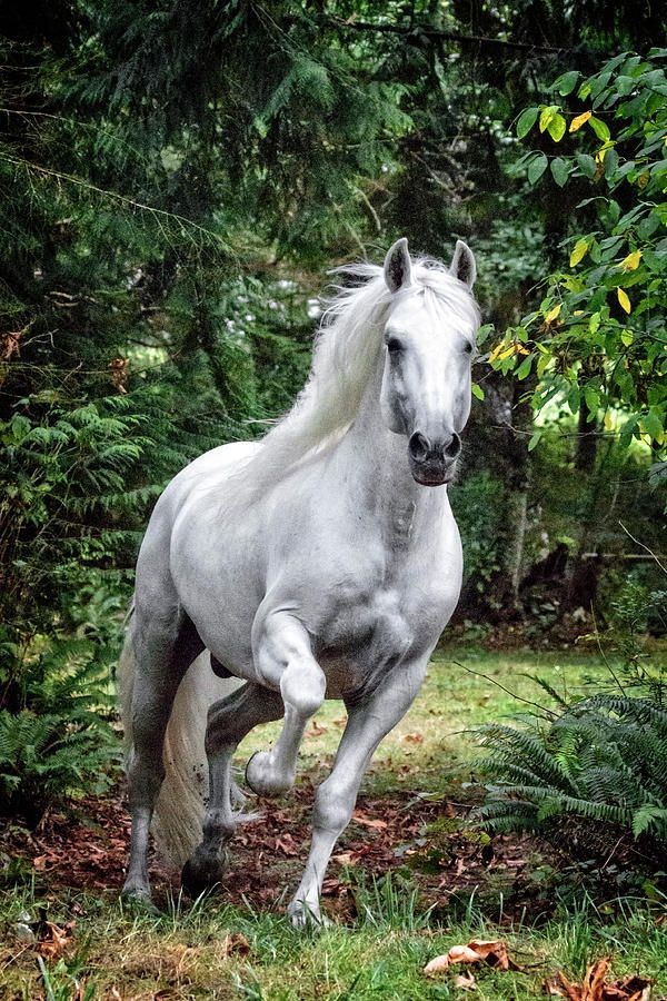 Cute horse