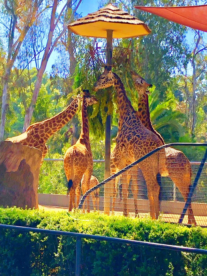 Familia de Jirafas