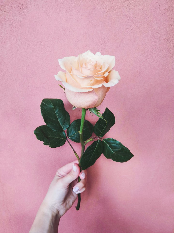 Rose on pink wall