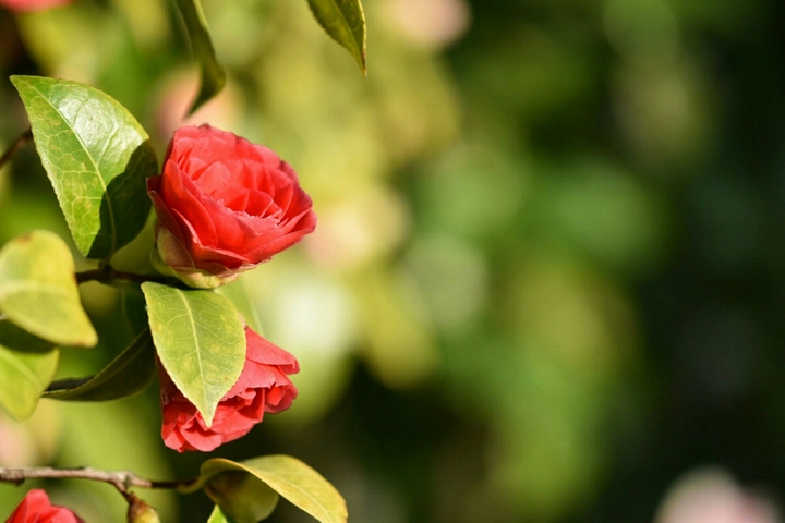Rote Blumen