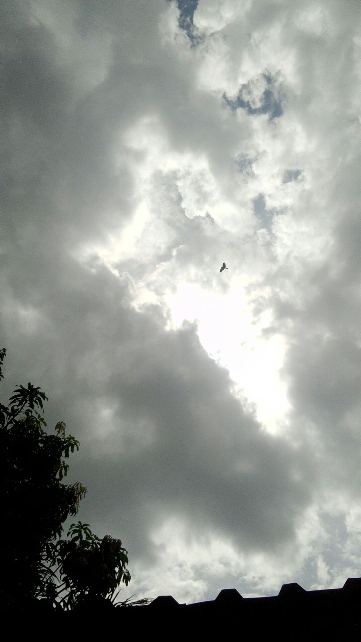 bird in clouds