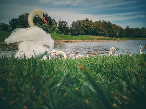 sfondi lake, waterfowl