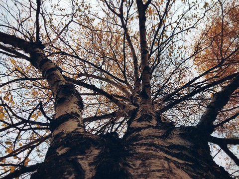 Autumn Tree