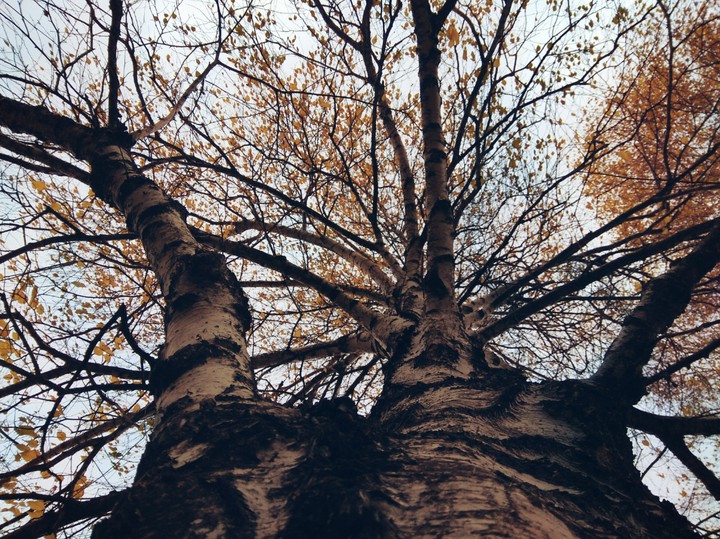Autumn Tree