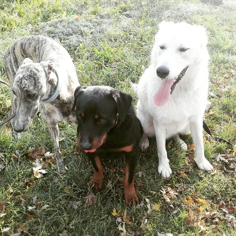 Dogs ❤