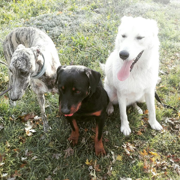 Dogs ❤