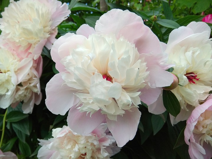 blooming