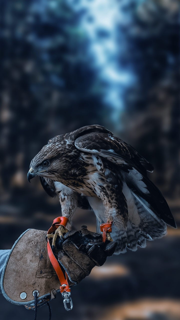 wonderful and Beautiful is Adler.