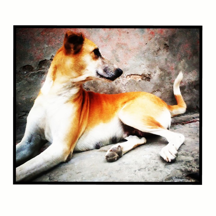 Dog muse