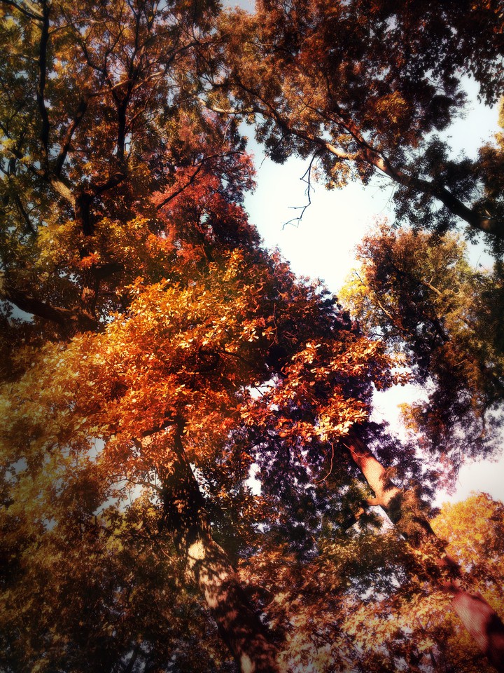 Orange trees