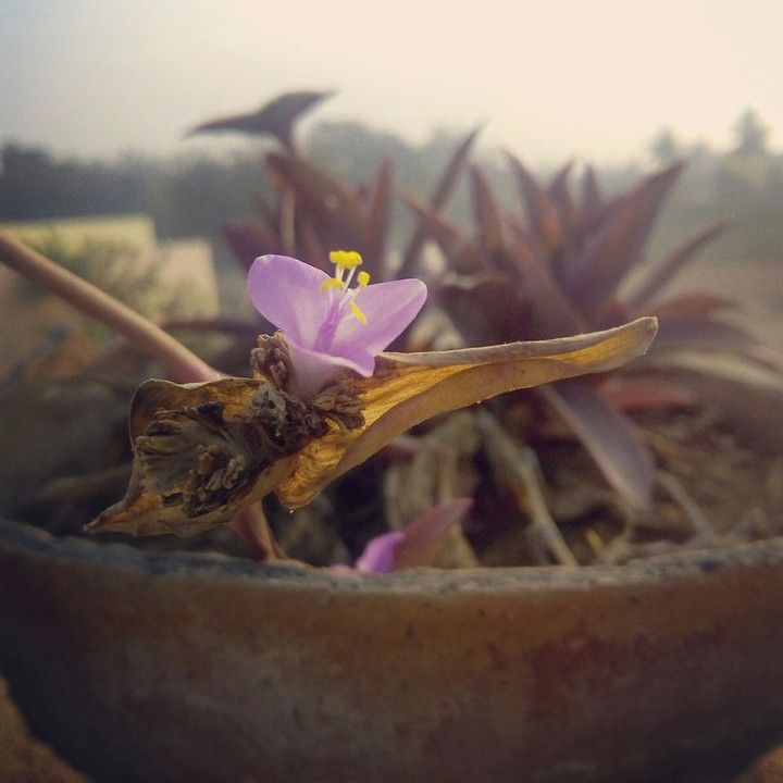 flower
