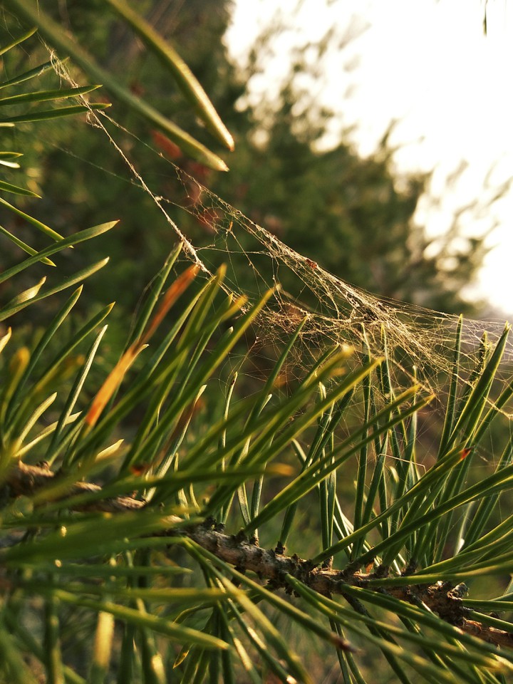 web in the needles