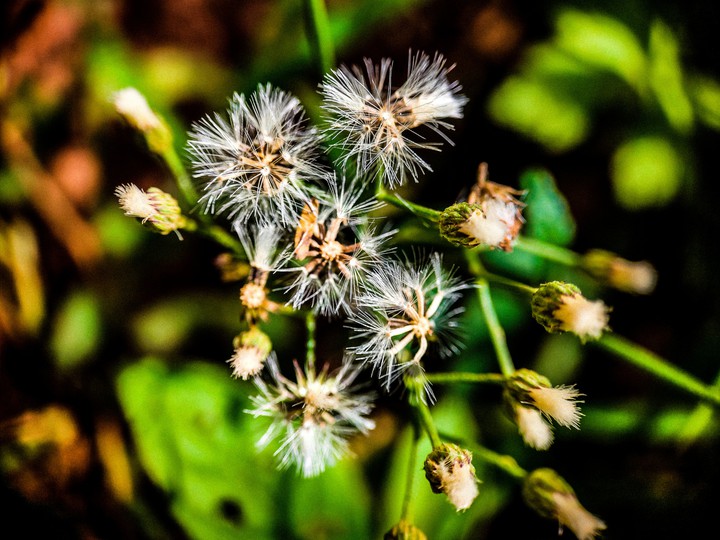mobile dslr ?