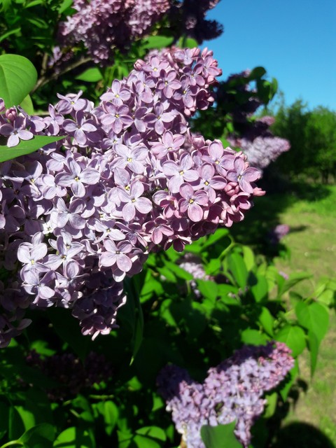 Lilac