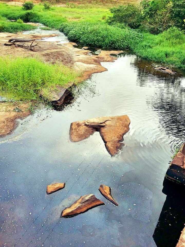 lago - nature