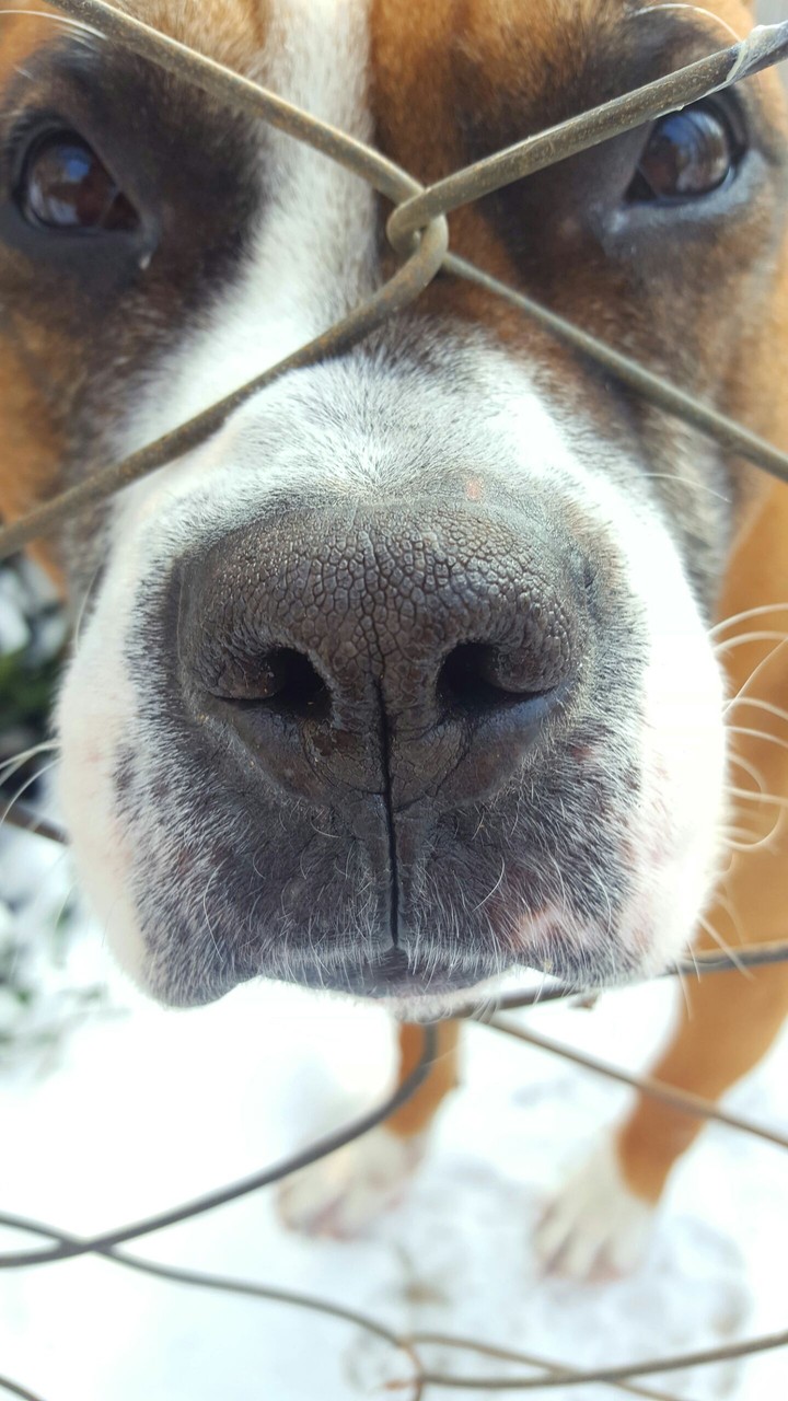 Dog