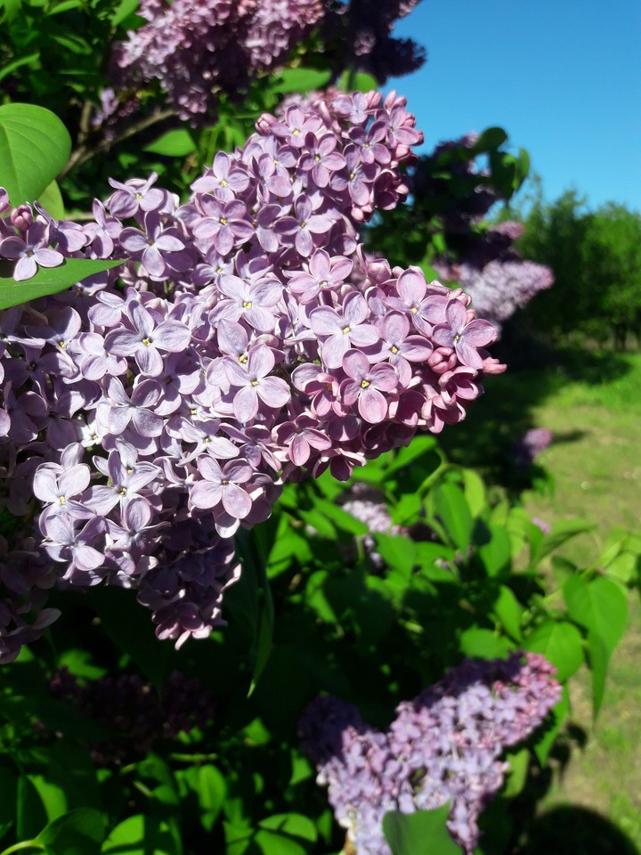 Lilac
