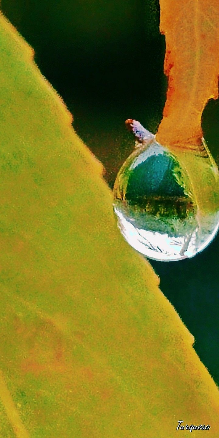 Reflejos
