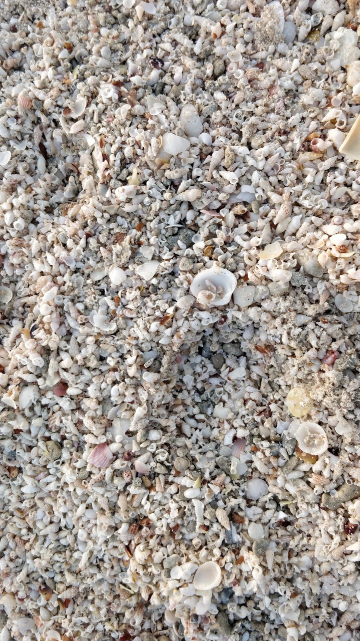 Seashells