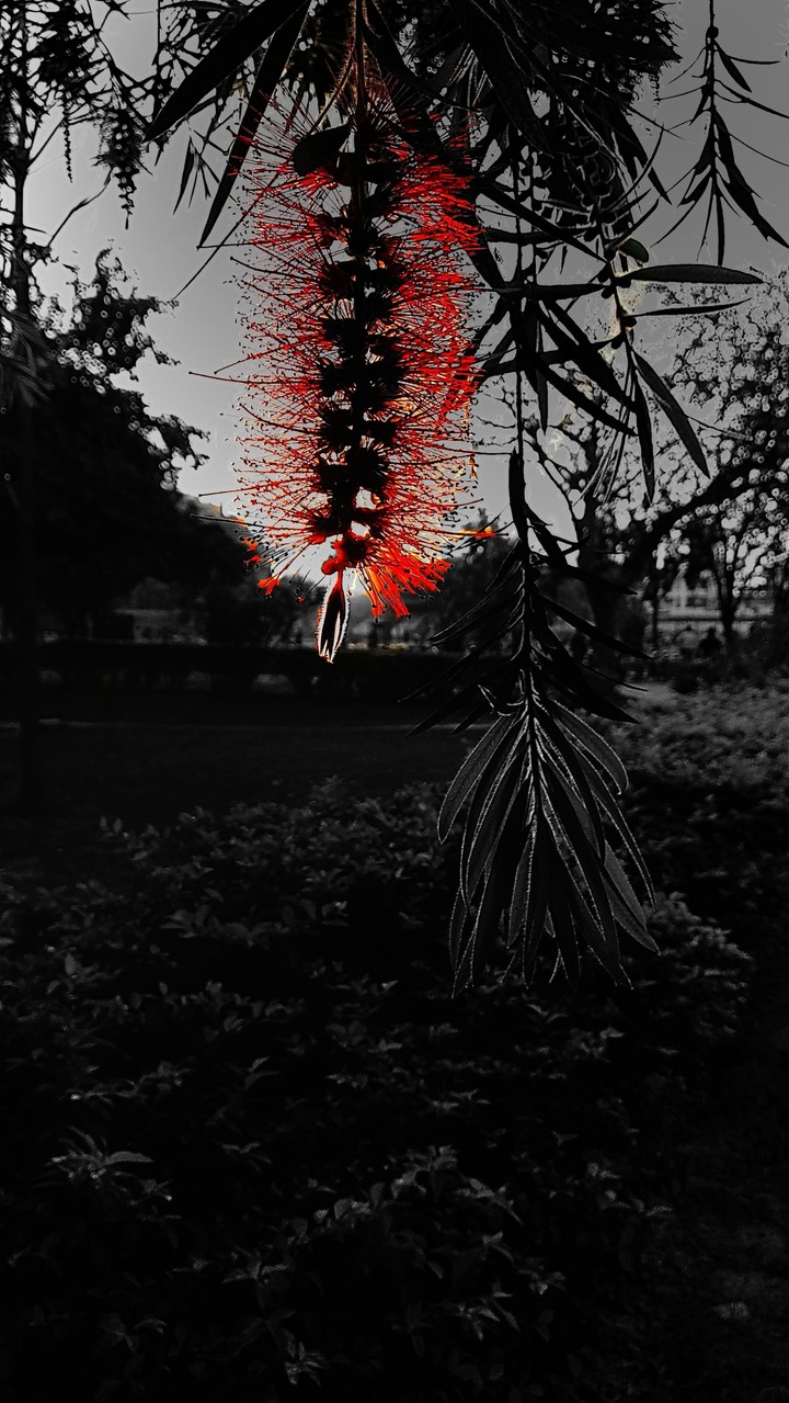 Splash Color