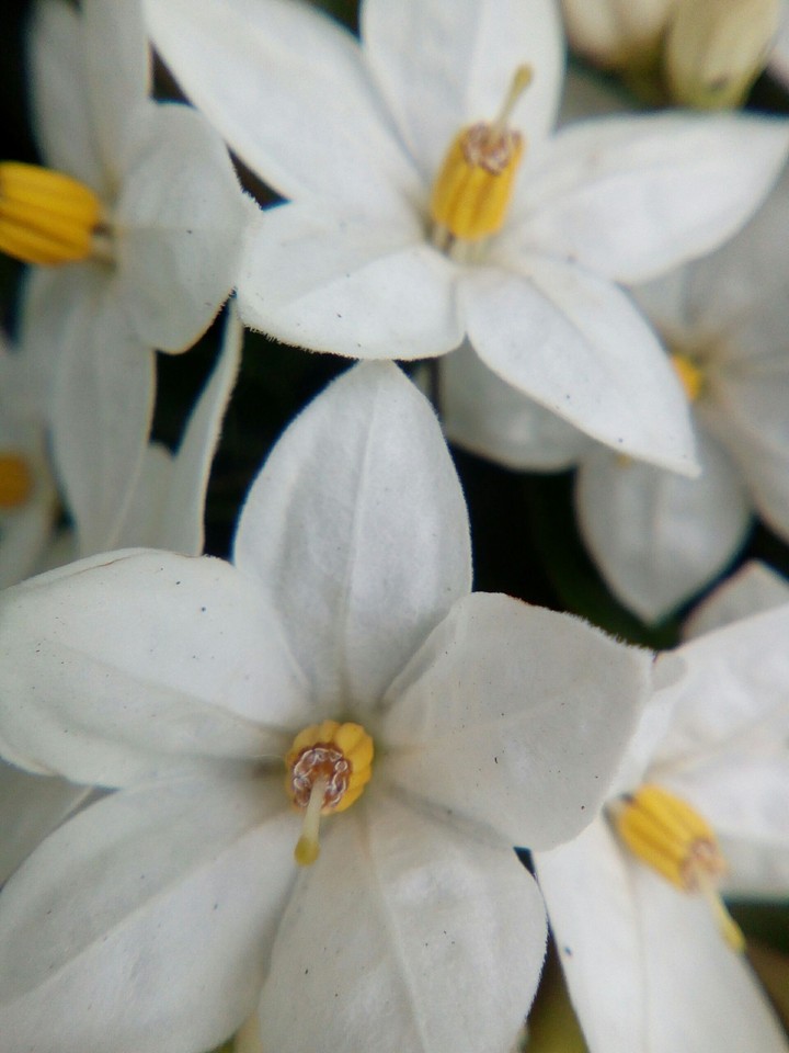 flowers
