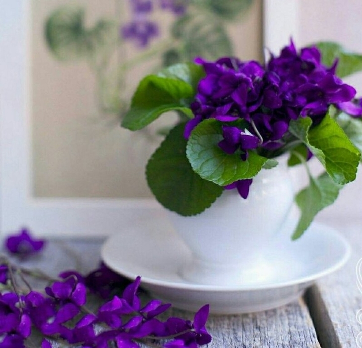Violet flowers