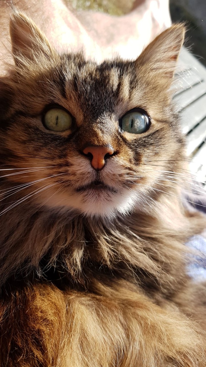 Nala