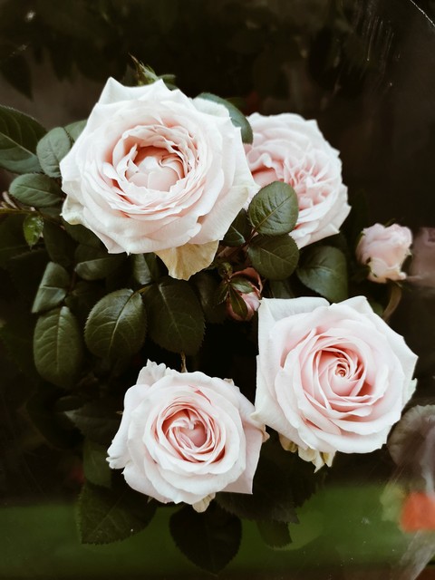 nature, pink वॉलपेपर