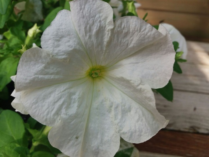 flower