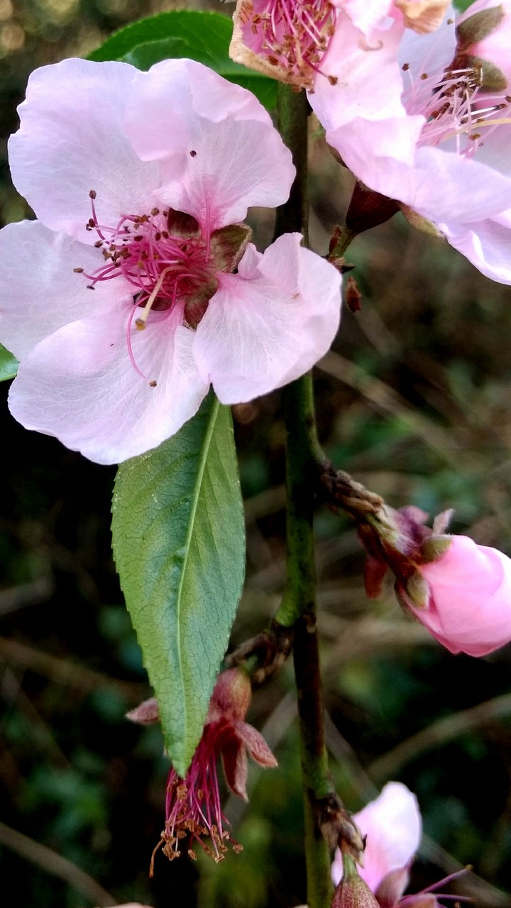 #Peach #flower