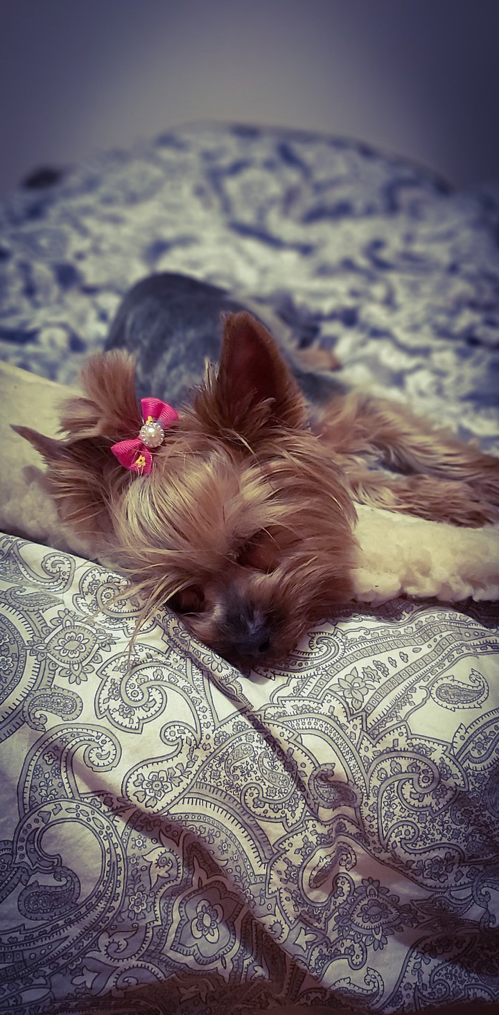 Little friend