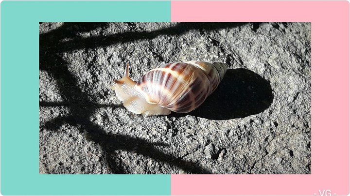 Caracol