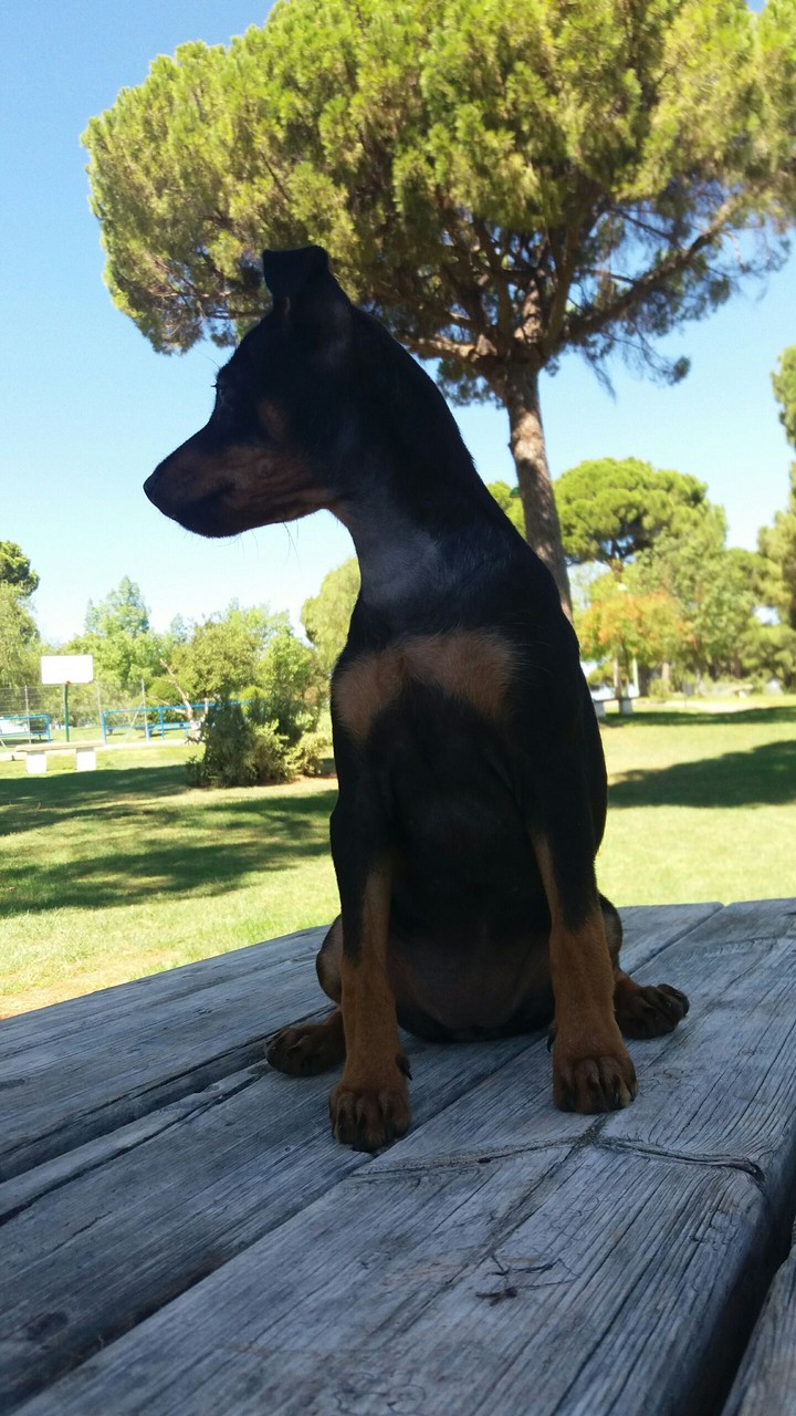 dog