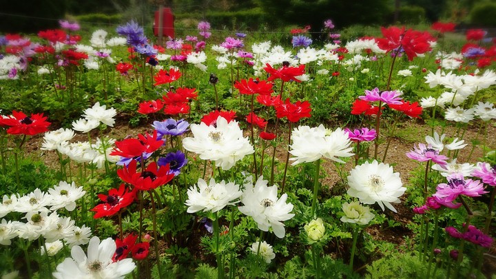 花々