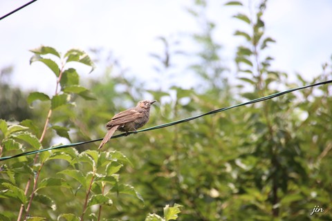 songbird, feather achtergronden
